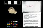 Foto (Objekt + Etikett) von Pithonoton marginatum (von Meyer, 1842)  (NHMW-GEO-2014-0194-0705)